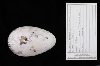 Media type: image;   Ornithology 359387 Description: Image of specimen label - front. label included with specimen. information from label transcribed into database.;